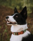 EMIL COLLAR TWO TONE | SAGE-BROWN
