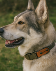 EMIL COLLAR TWO TONE | OLIVE-BROWN