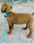 Round Slip Leash | Teal
