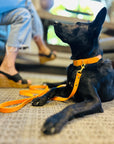 THEA CLASSIC COLLAR | ORANGE